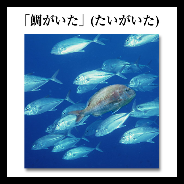 鯛がいた